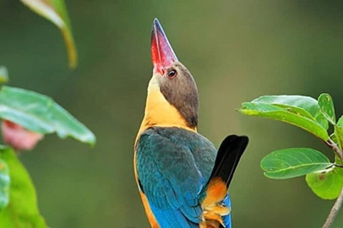 Muthurajawela Bird Watching Tour From Colombo & Negombo - From Colombo or Negombo to Muthurajawela: Smooth Start, Real Bird Time