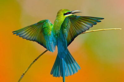 Muthurajawela Bird Watching Tour From Colombo & Negombo - Muthurajawela’s Marsh System: Why This Wetland Creates Bird Action