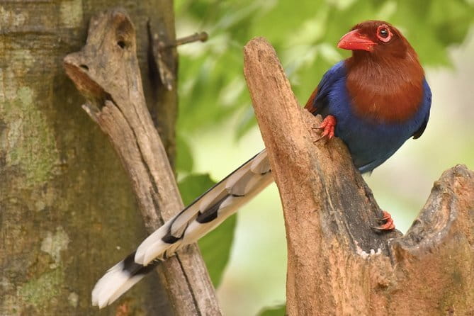 Muthurajawela Bird Watching Tour From Colombo & Negombo - Timing: Why Booking Sunrise Changes Everything