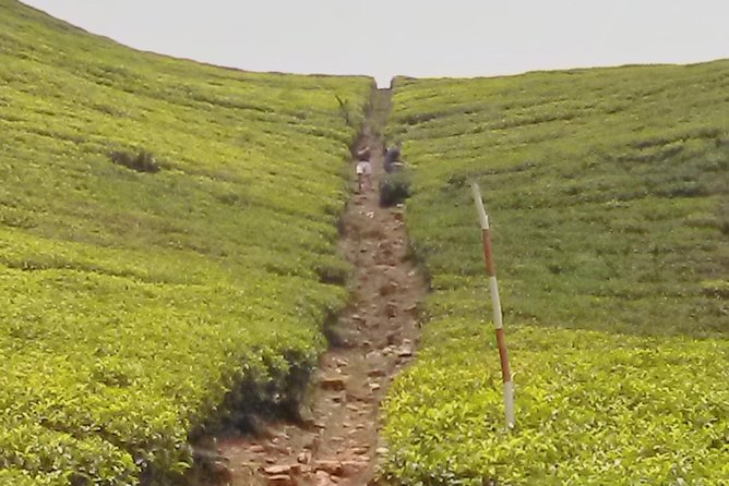 Private Day trip Kandy & pinnawala with your selected attractions - The “spice and herbs” stop: Island Spice Grove without the detour headache