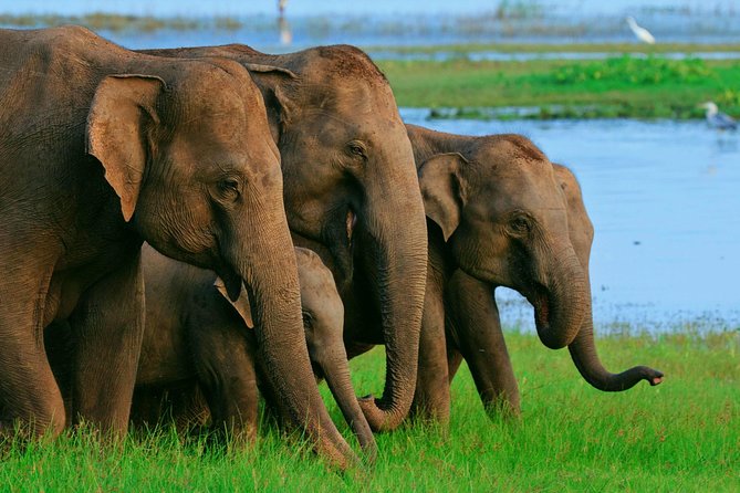 Private Day Trip to Sigiriya, cave and National park Safari Tour - A One-Day Combo: Sigiriya + Dambulla + Minneriya