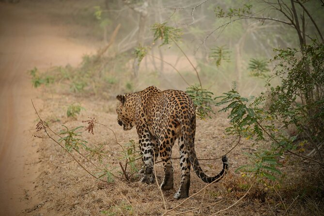 Private Multi Day Sri Lanka Tour with Chauffeur - Why a private chauffeur route from Colombo makes Sri Lanka feel easier