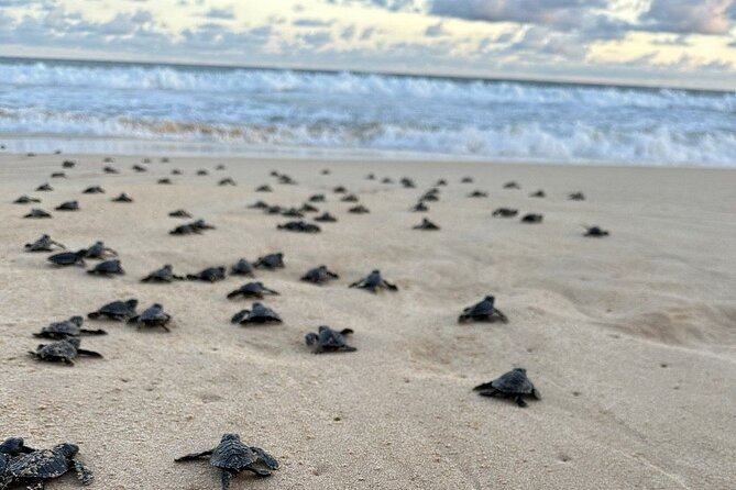 Private Multi Day Sri Lanka Tour with Chauffeur - Day 7: Galle Dutch Fort, a sea turtle hatchery, and a final Colombo finish