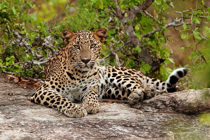 Private Trip to Sigiriya, Dambulla & safari from Colombo/ Negombo - Price and What $67 Covers (and What It Doesn’t)