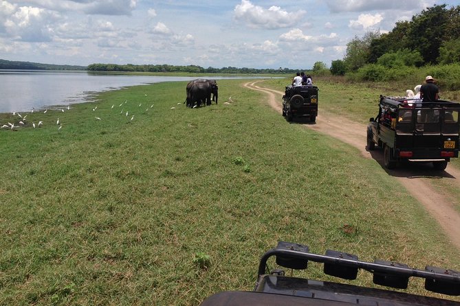 Private Trip to Sigiriya, Dambulla & safari from Colombo/ Negombo - Minneriya National Park Safari: Where the Elephant Action Happens