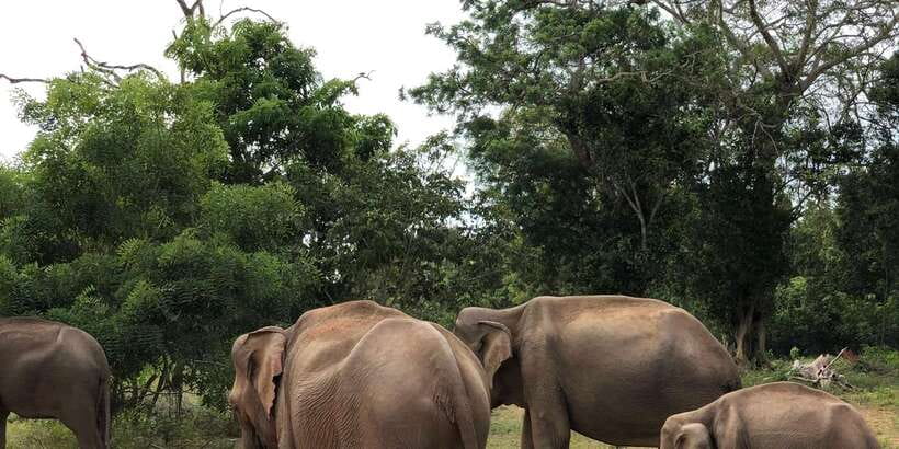 Sigiriya and Dambulla Private Full-Day Tour - Private guide and driver: where the quality shows