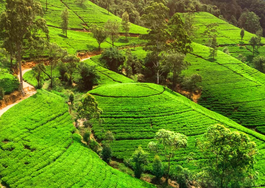 Sri Lanka Private 2-day Tour:Train Trip, Kandy, Nuwara Eliya - Price and Logistics: What You’re Really Paying For