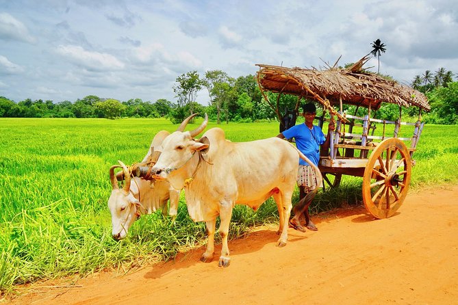 Sri Lanka Travel in 08 Nights 09 Days - Minneriya National Park: wildlife time built into the trip