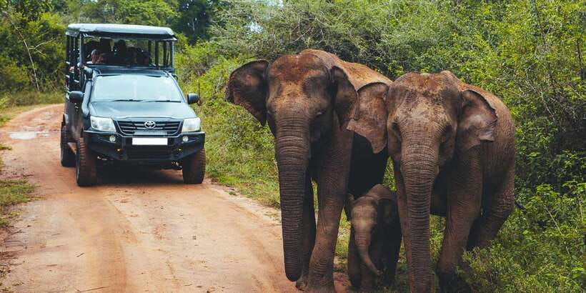 Udawalawa National Park: All-Inclusive Private Day Tour - Key things that make this safari work