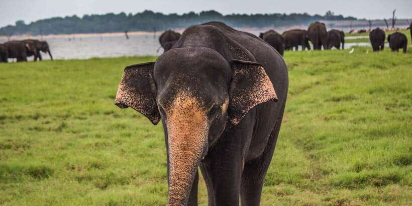 Udawalawa National Park: All-Inclusive Private Day Tour - The small extras that keep the day smooth