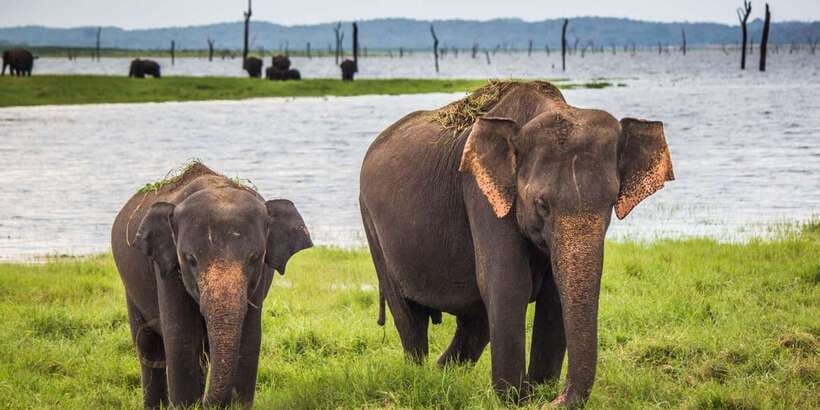 Udawalawa National Park: All-Inclusive Private Day Tour - Udawalawe in one day: what you’re really buying