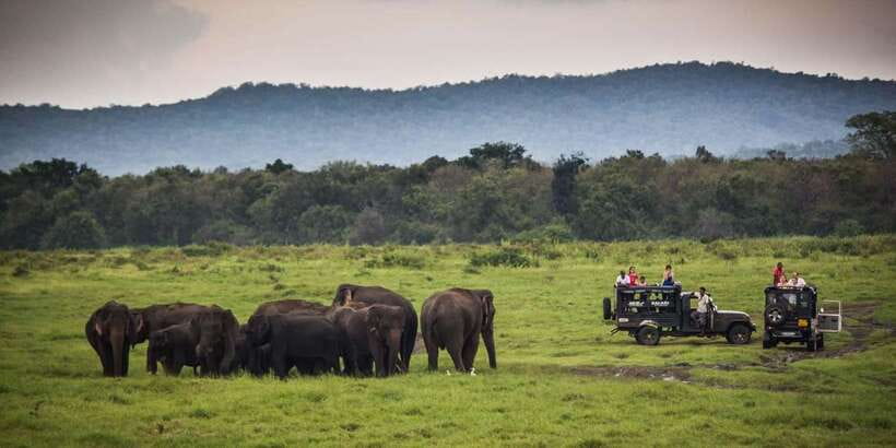 Udawalawa National Park: All-Inclusive Private Day Tour - How the guide makes a difference (and why it shows up in elephant sightings)