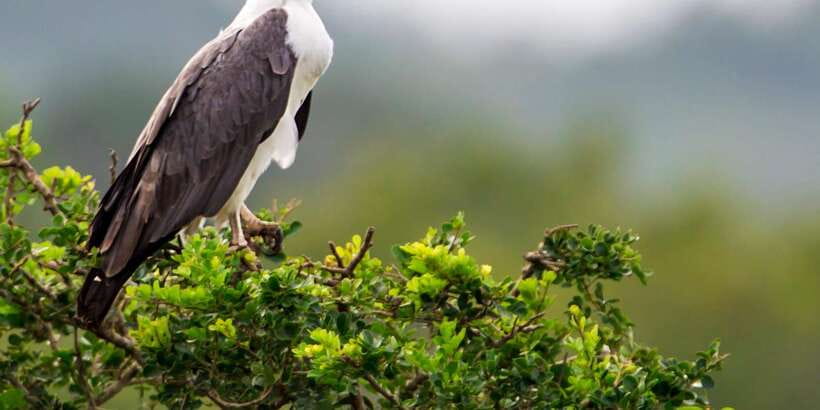 Udawalawa National Park: All-Inclusive Private Day Tour - Wildlife viewing tips that fit this specific tour style