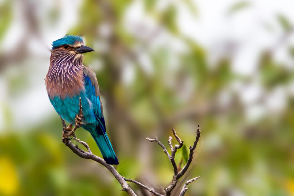 Udawalawa National Park: All-Inclusive Private Day Tour - Natural beauty beyond the elephants