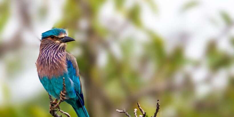 Udawalawa National Park: All-Inclusive Private Day Tour - What I’d plan around before you book