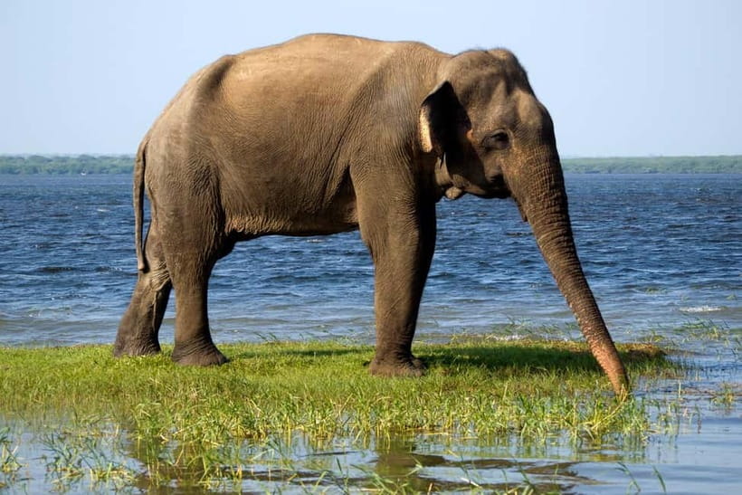 UDAWALAWA SAFARI TOUR from HAMBANTOTA PORT (Shore Excursion) - Udawalawe National Park safari jeep: what to spot and how to make it count