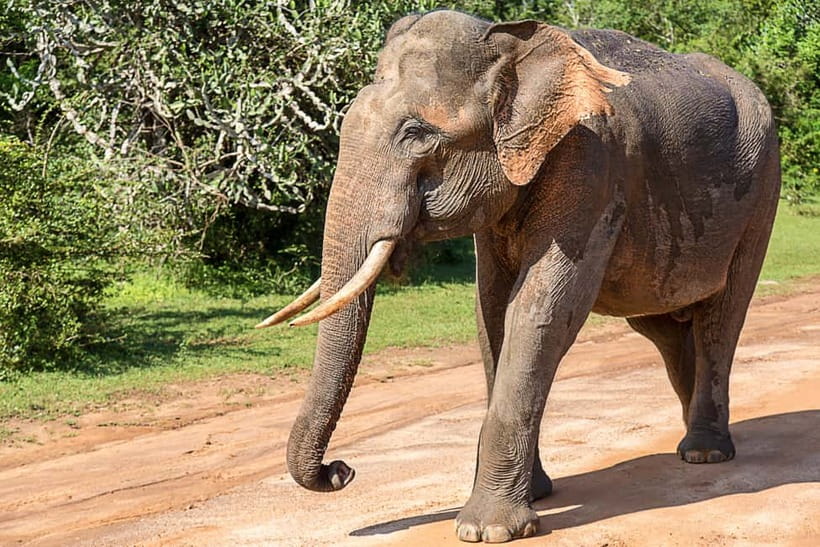 UDAWALAWA SAFARI TOUR from HAMBANTOTA PORT (Shore Excursion) - Jeeps, guide style, and comfort details that really matter