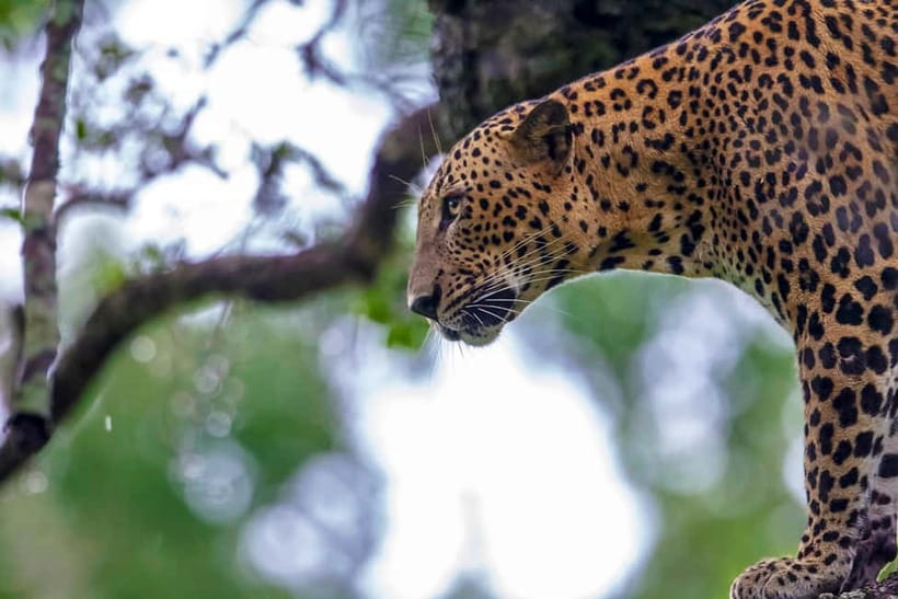 UDAWALAWA SAFARI TOUR from HAMBANTOTA PORT (Shore Excursion) - Price and value: is $51 a fair deal from Hambantota Port?