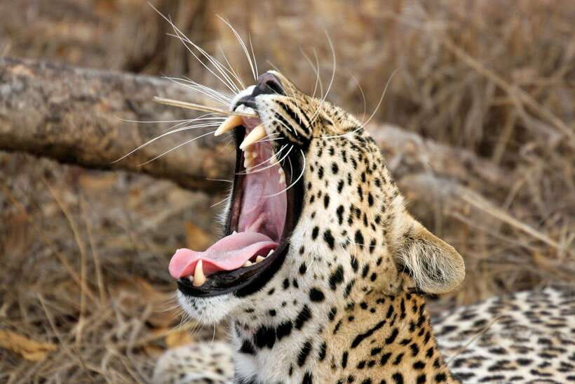 UDAWALAWA SAFARI TOUR from HAMBANTOTA PORT (Shore Excursion) - Who should book this Udawalawe safari and who should pass