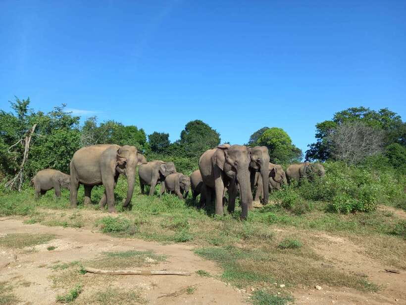 Udawalawe National Park: Elephant Safari with Expert Guide - Udawalawe National Park: why the elephants are the main event