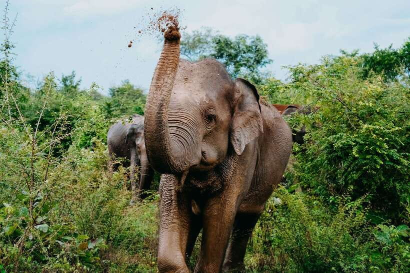 Udawalawe National Park: Elephant Safari with Expert Guide - Your safari setup: private 4x4 Jeep and a guide who handles the animal physics