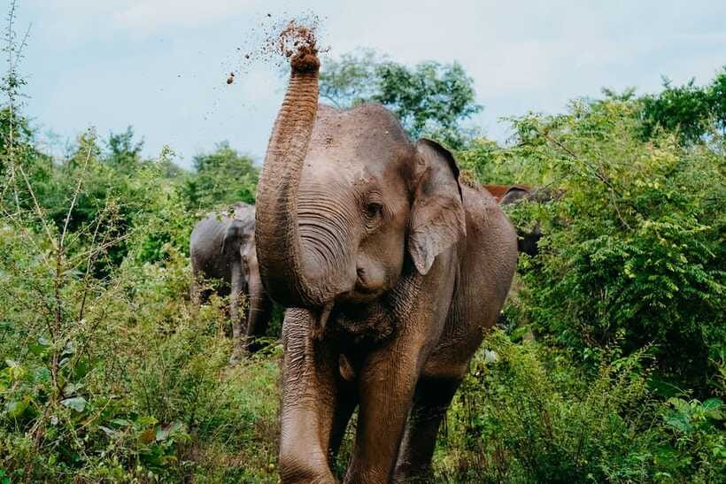 Udawalawe National Park: Elephant Safari with Expert Guide - What a 4–10 hour Udawalawe safari feels like in real time