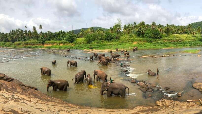 Visit sri Lanka 7 Days Round Trip - Yala safari, Mirissa/Weligama beach time, and morning whale watching