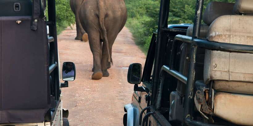 Wilpattu National Park Safari Tour from Colombo - Key things that make this Wilpattu day trip work