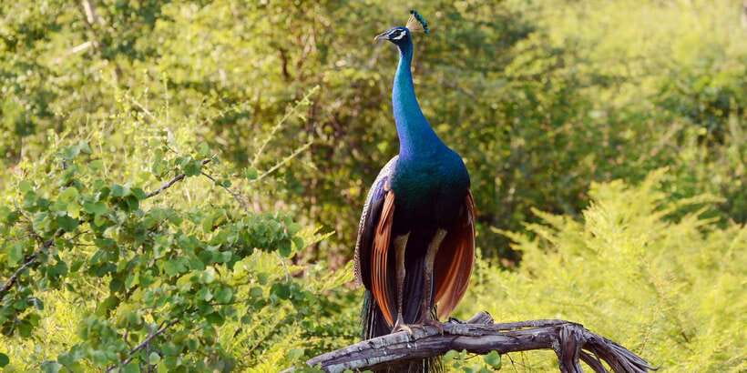 Wilpattu National Park Safari Tour from Colombo - Wilpattu’s willus basins: why this park is different