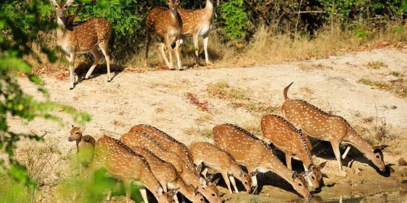 Wilpattu National Park Safari Tour from Colombo - Inside the park: what you get from the 3-hour 4WD safari