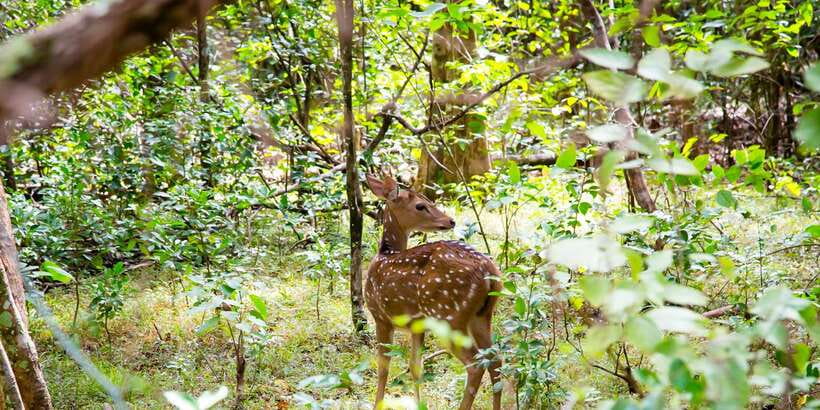 Wilpattu National Park Safari Tour from Colombo - Wildlife chances: what to look for beyond the leopard headline