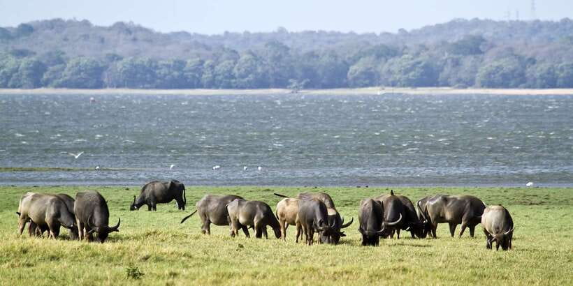Wilpattu National Park Safari Tour from Colombo - Lunch and the long return: how to keep your energy up