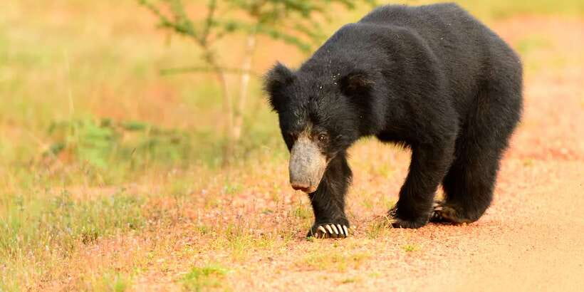 Wilpattu National Park Safari Tour from Colombo - Price and what you actually get for $105