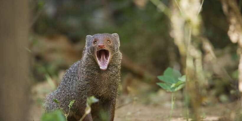 Wilpattu National Park Safari Tour from Colombo - Should you book this Wilpattu National Park Safari from Colombo?