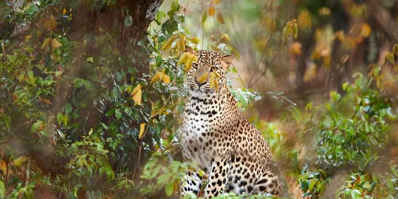 Wilpattu National Park Safari Tour from Colombo - The Colombo-to-Wilpattu drive: plan for heat, then enjoy the ride