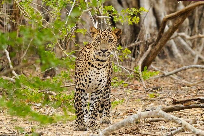 Yala National Park Private Jeep Safari From Colombo & Negombo - Safari time in Yala: what you’re hunting (and what you should expect)